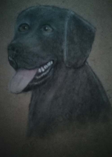 Black Labrador