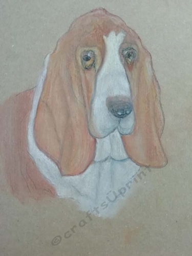Basset Hound