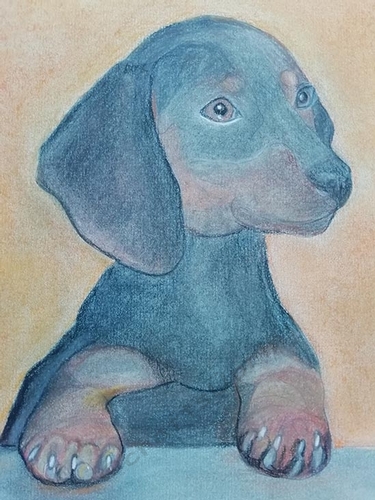 dachsund