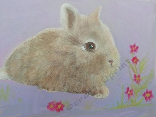 Baby Bunny