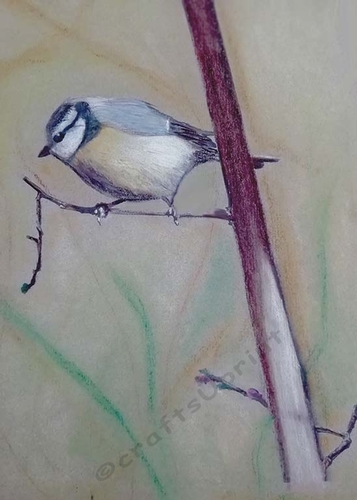 Blue Tit 