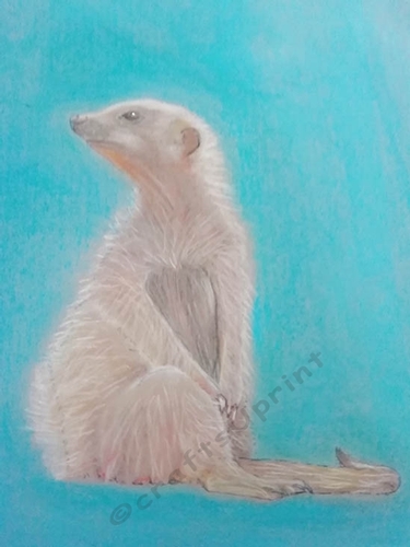 Meerkat