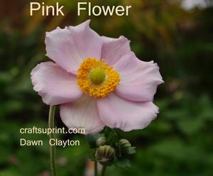Pink Flower
