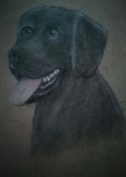 Black Labrador