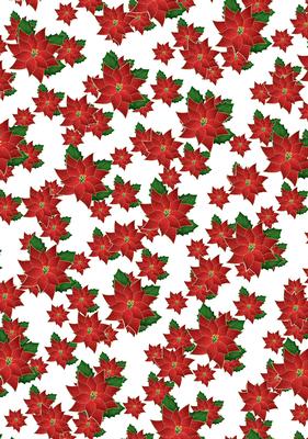 Christmas Poinsettias - White