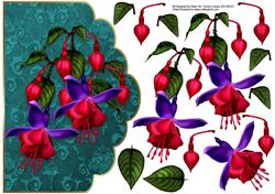 Fuschia Extravaganza