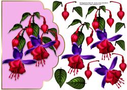 Fuschia Pink