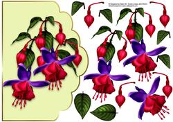 Fuschia Lemon