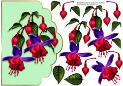 Fuschia Green