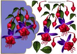 Fuschia Blue