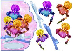 Double Bowed Iris's