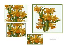 Spring Daffodils