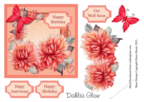 Dahlia Glow