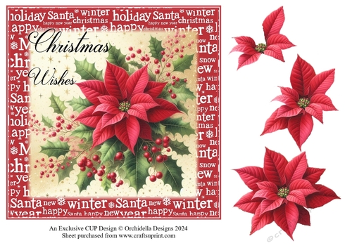 Pretty Poinsettia