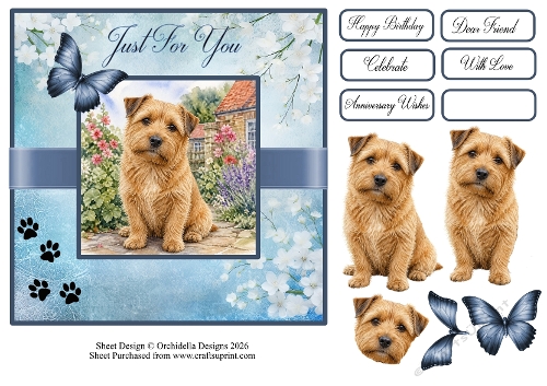 Just For You Norfolk Terrier