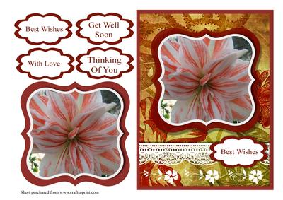 Amarillis and Lace Card Front