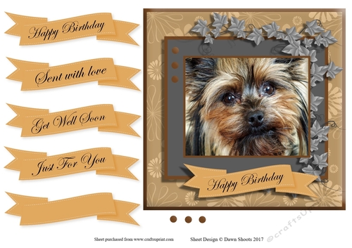 Sweet Paws Yorkshire Terrier