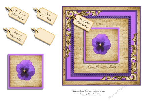 Wonderous Pansy