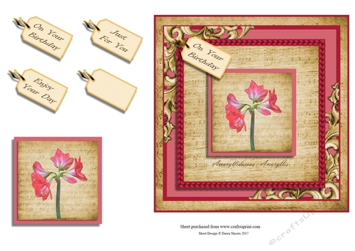 Wonderous Amaryllis