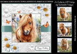 Daisy The Shetland Pony