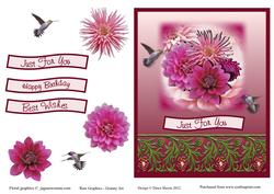 Humming Bird Paradise