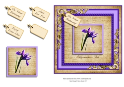 Wonderous Iris