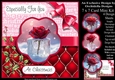 Red Rose For Christmas