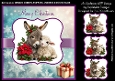 Little Donkey and the Lamb