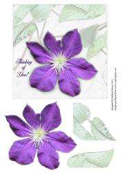Solitary Clematis
