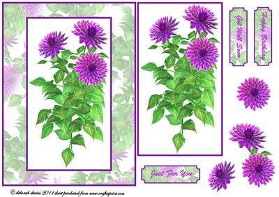 Purple Dahlia