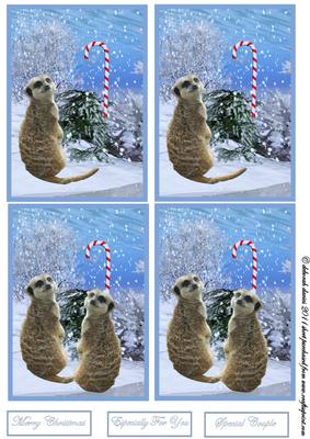 Christmas Meercats