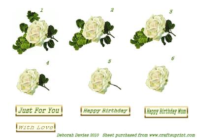 English White Rose