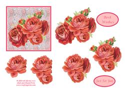 Roses on Lace