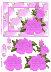 Pretty Lilac Rose