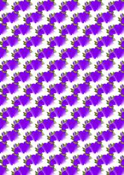Purple Rose Backing