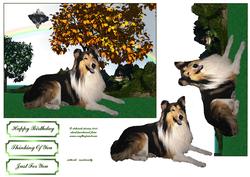 Lassie Come Home Quick Card