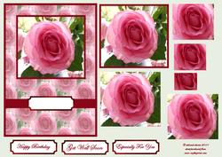 My Pink Rose