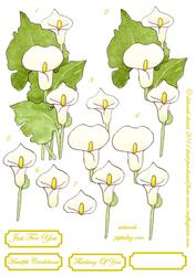 White Lilly Step by Step
