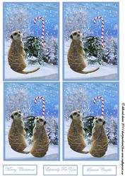 Christmas Meercats
