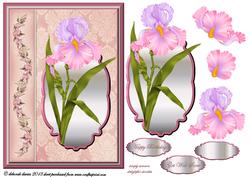 Pink Framed Iris