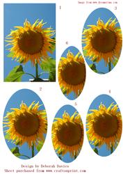 Sunny Sunflower