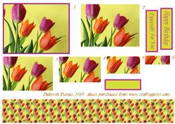 Mixed Tulips
