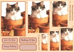 Cute Kittie