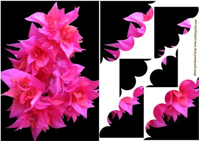 Florescent Pink Flowers