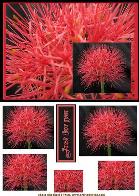 Striking Red Flower