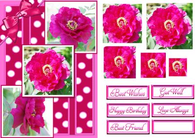Pink Peony