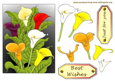 Multi Coloured Arum Lilies