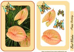 Anthurium