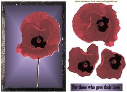 Armistice Day Poppy