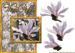 Magnolia Stellata
